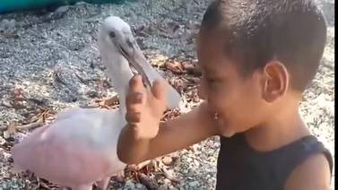 Santiago, el chiquito de isla Venado que tiene de “mascota” una espátula rosada (video)