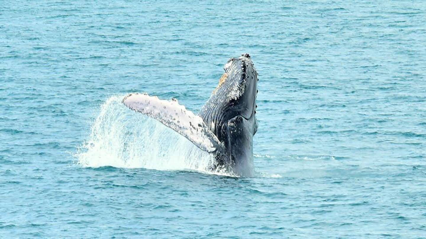 Las ballenas jorobadas visitan Costa Rica por temporada para aparearse y tener a sus crías (Foto: Planet Dolphin)