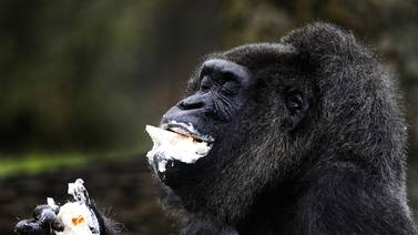 Fatou el gorila llega a los 61 años y celebra su cumple a lo grande