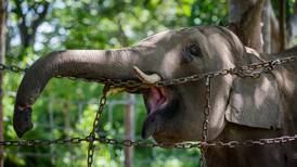 Extraña creencia vietnamita tiene en riesgo a los elefantes