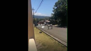 (Video): Cebra hizo de las suyas por las calles de Bagaces