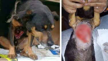 ¿Hasta cuándo tanta crueldad? Perrito fue atacado brutalmente en Turrialba y usted puede ayudarlo
