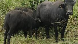 (Video) La carne de búfalo es más nutritiva y suave que la de res
