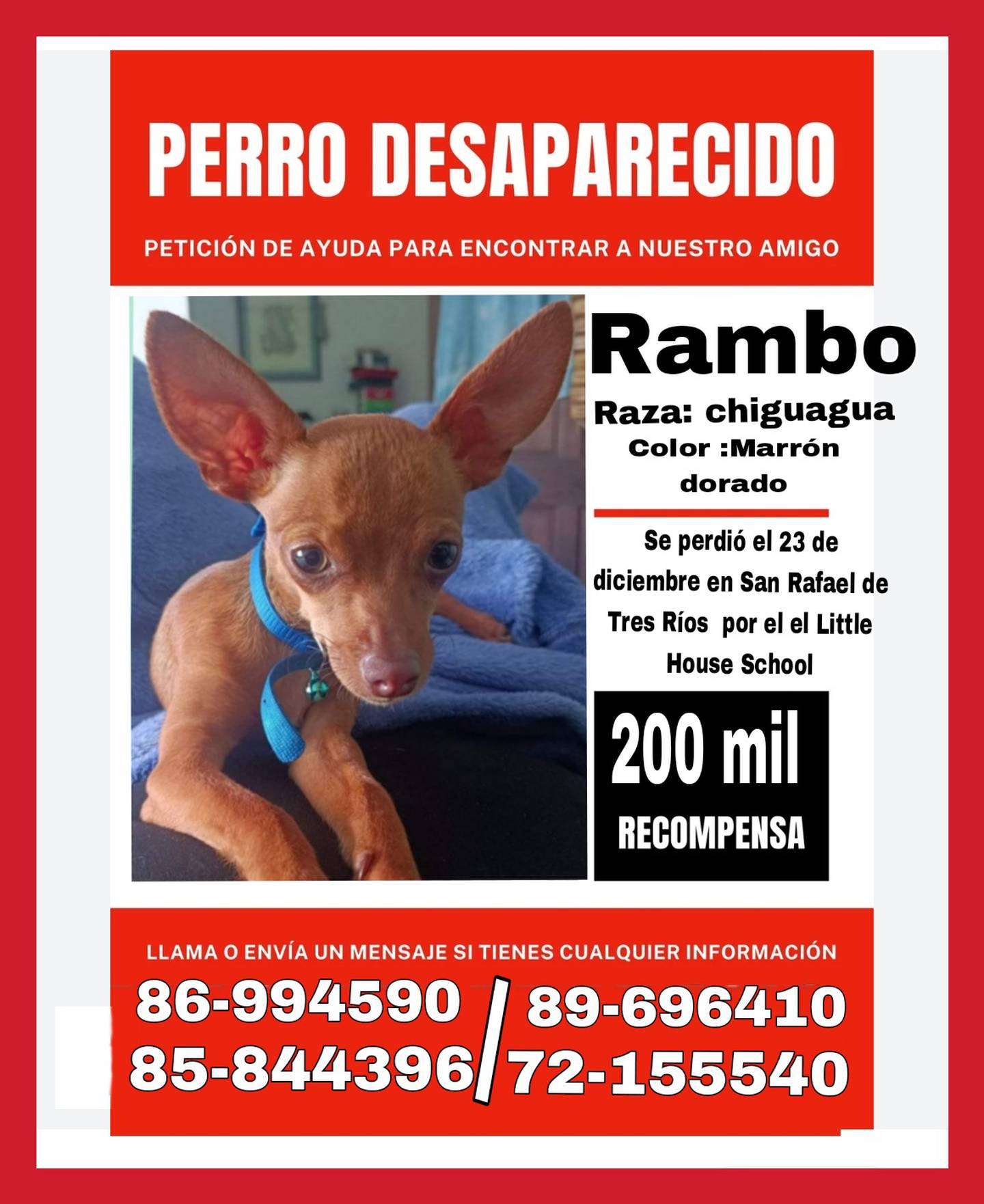 Rambo se perdió en Tres Ríos. Foto cortesía.