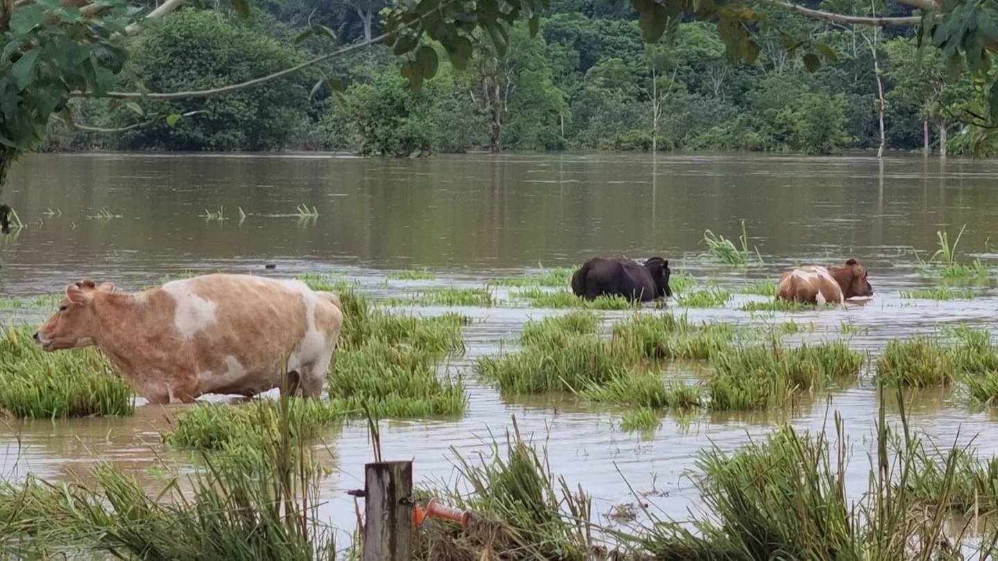 En Boca San Carlos muchos animales murieron ahogados por la inundación. Foto Edgar Chinchilla.