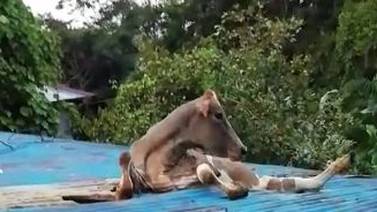 (Video) Vaca se trepó en techo de casa y cayó en la sala en Río Cuarto de Alajuela