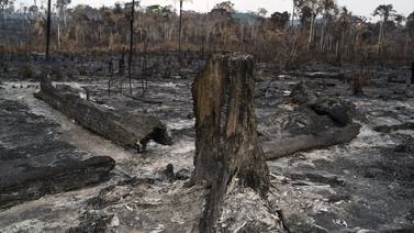 Brasil ha perdido en selva el equivalente a 640.000 canchas de fútbol