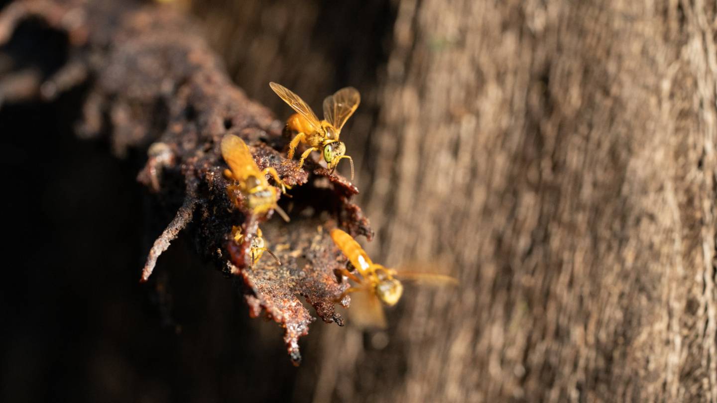 En La Fortuna de San Carlos está el “Bee World-Meliponario Álvaro Wille Trejos” que es un santuario en el cual se exhiben, protegen e investigan, las especies de abejas sin aguijón propias de nuestra zona tropical.