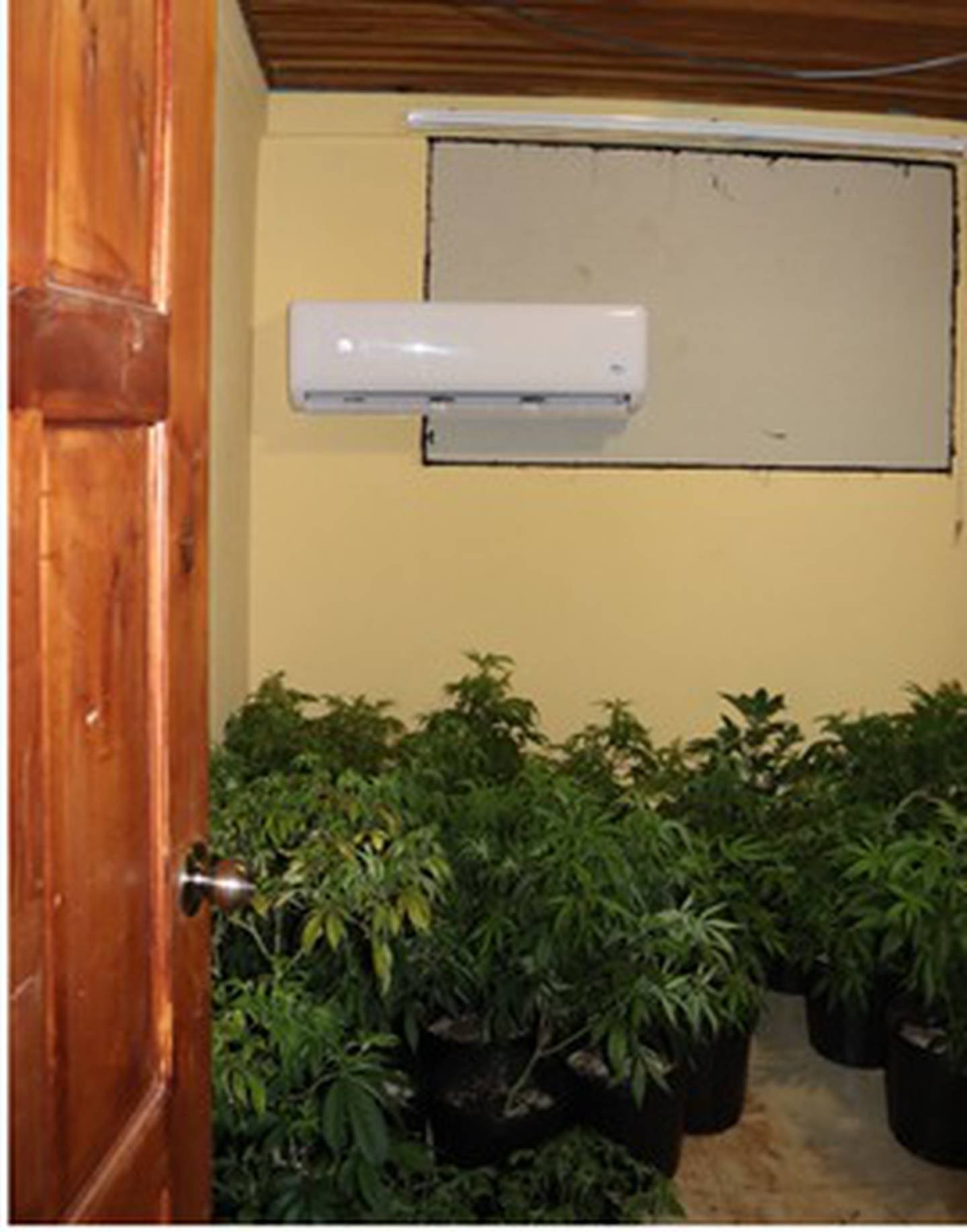 Detienen a sospechoso de operar laboratorio de marihuana hidropónica en Atenas. Foto OIJ.