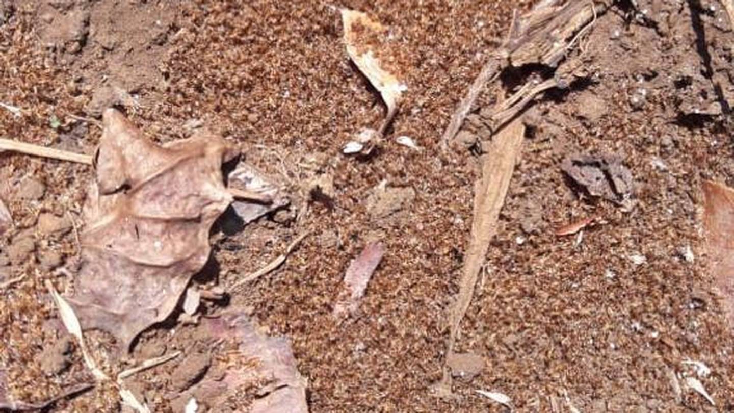 El Servicio Fitosanitario del Estado (SFE), del Ministerio de Agricultura y Ganadería (MAG), está alertando sobre la especie invasora conocida como “Hormiga loca”