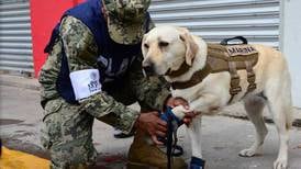 ¡Héroe de cuatro patas! Frida, la perra rescatista que brinda esperanza luego del terremoto en México