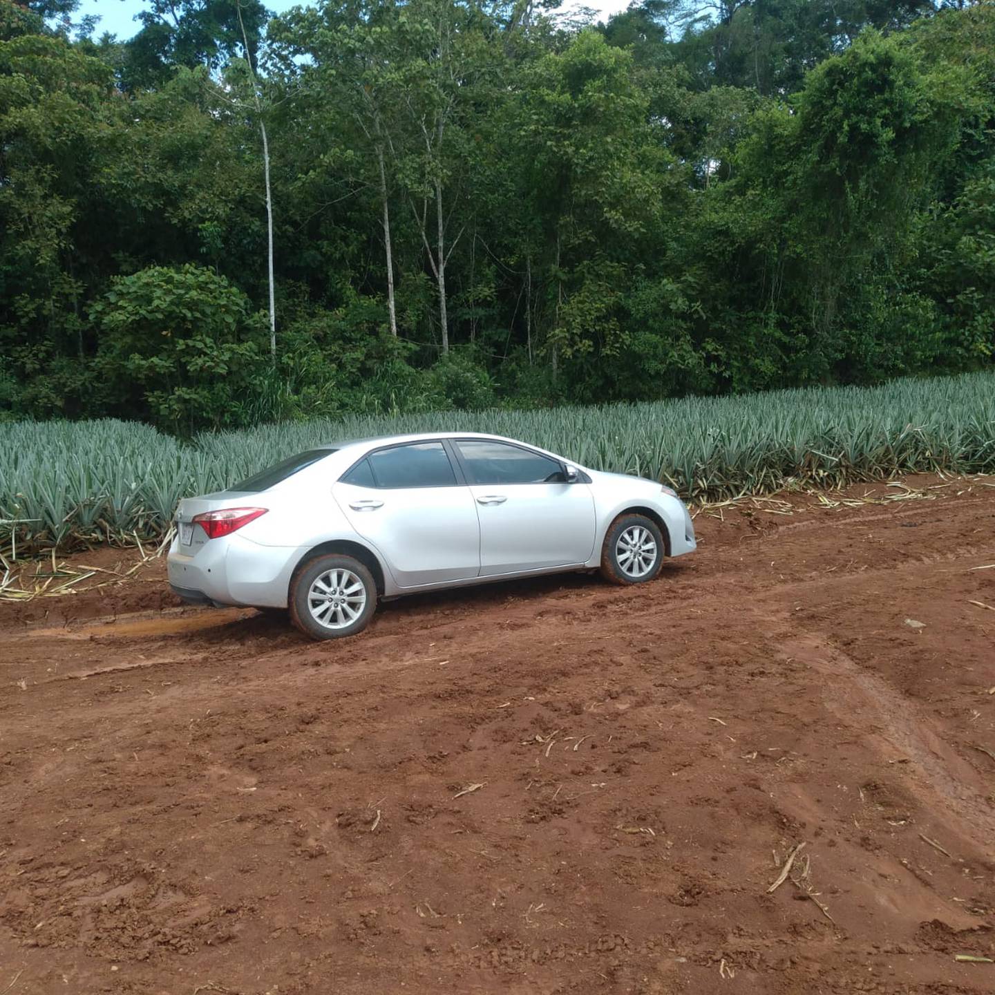 El carro fue encontrado en uno de los callejones de la finca piñera. Foto Guana Noticias.