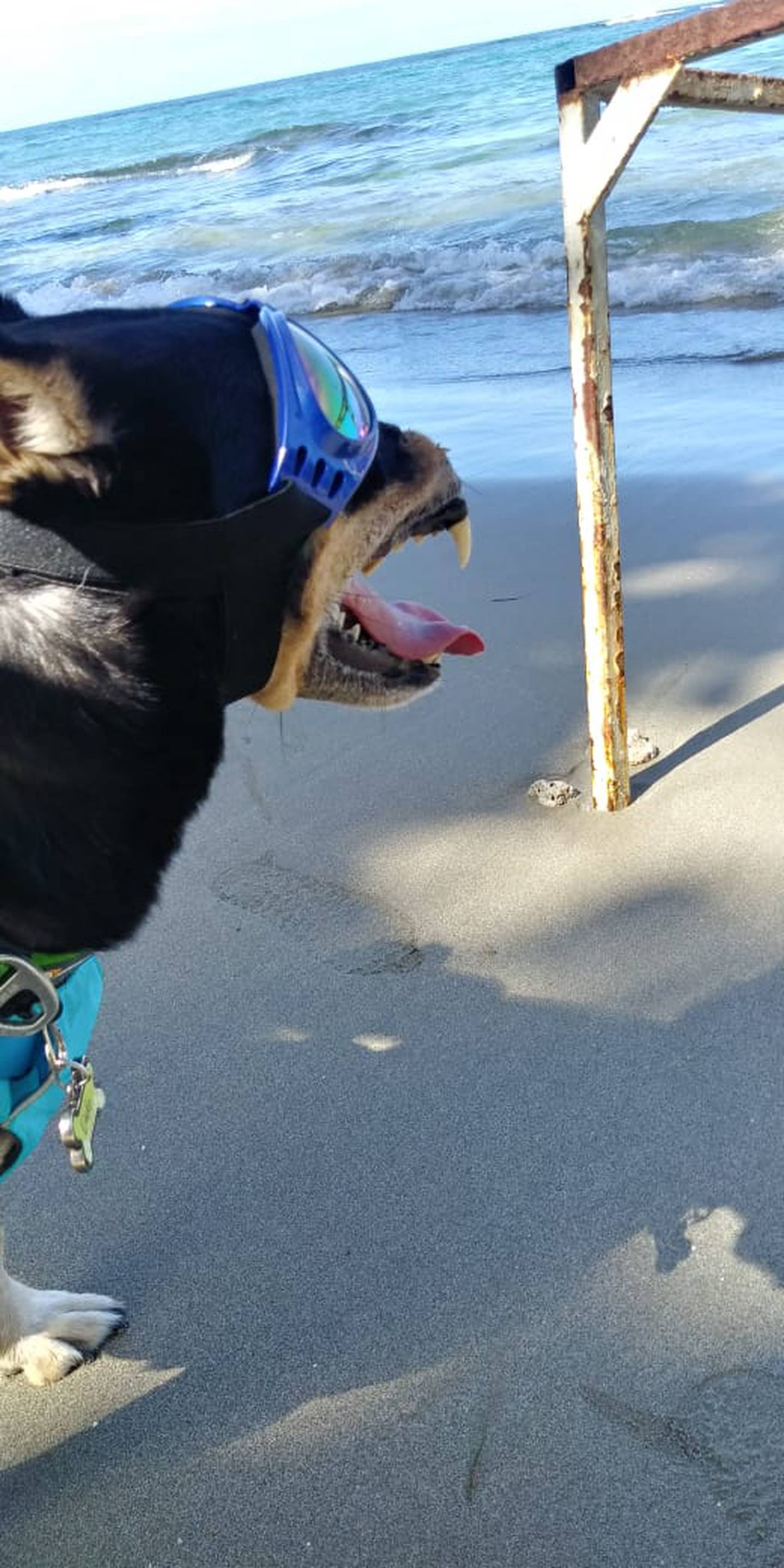 Duke el perrito macheteado en el 2016 se va a vivir a Puerto Viejo de Talamanca