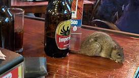 (Video) Fito’s bar lamenta que rata haya caído desde el techo a mesa
