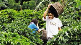 Cogedores de café tendrán seguro durante los cinco meses de la cosecha