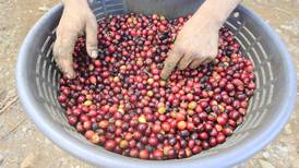 Proyecto busca darle valor a la impresionante cantidad de desechos que produce el café