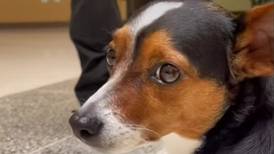 OIJ de San José ha recibido 12 denuncias por robo de mascotas (video)