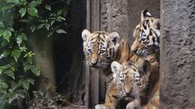 (Video) Tigritos siberianos son una ternura en zoo de Hamburgo