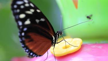 Un maravilloso jardín de mariposas se esconde en el puro centro de San José