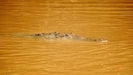 Los cocodrilos resisten en el río más contaminado de Costa Rica