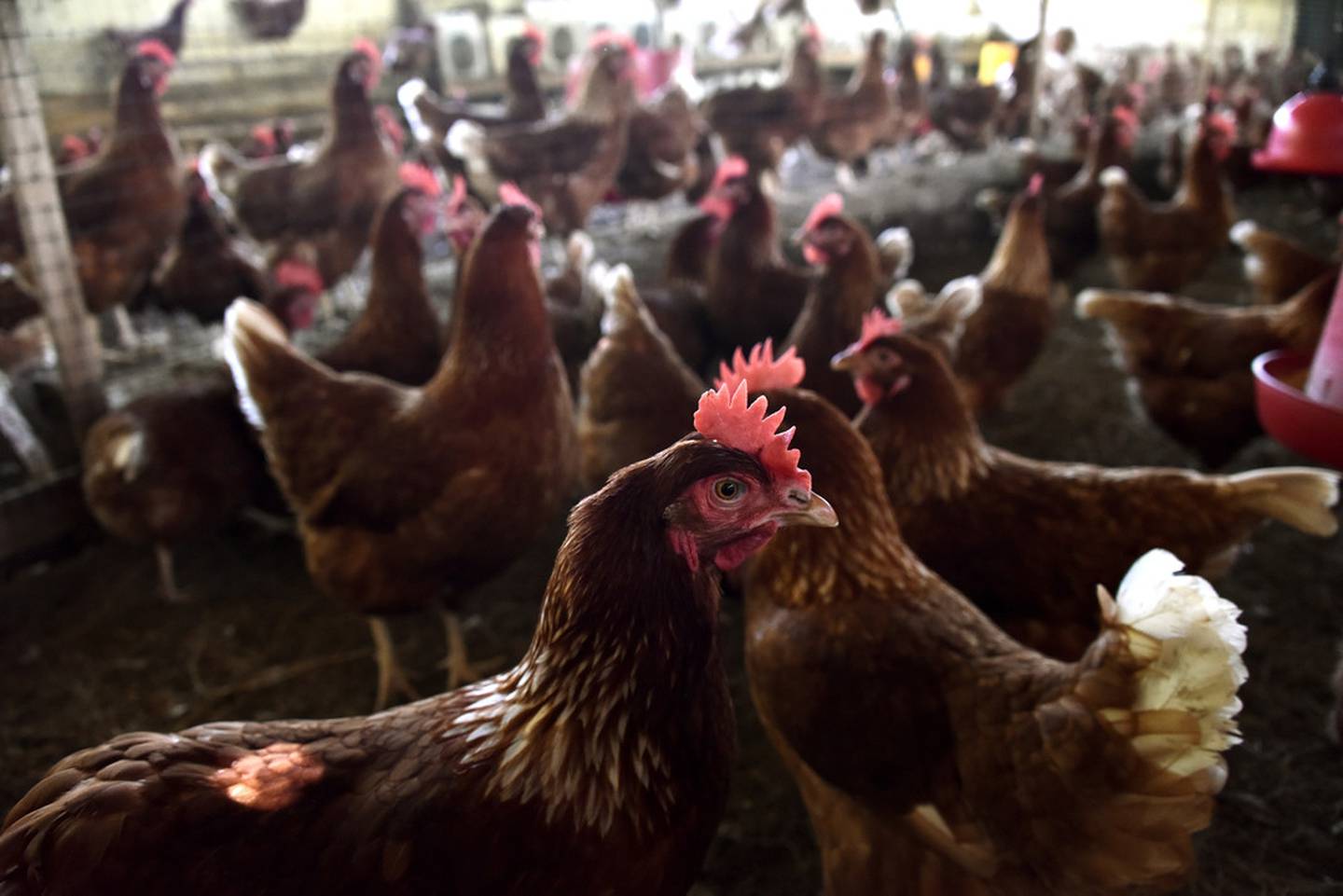 El Centro Nacional de Ciencias y Tecnología de Alimentos (CITA) de la UCR realizó un estudio de los huevos convencionales y de pastoreo, en el cual se demostró que sí hay diferencias en color, sabor y contaminación.