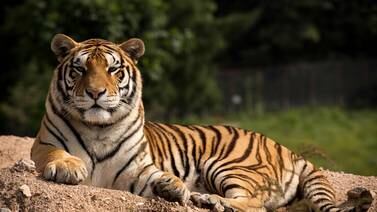 ¡Impresionante! Mamá pelea contra un tigre para salvar a su bebé