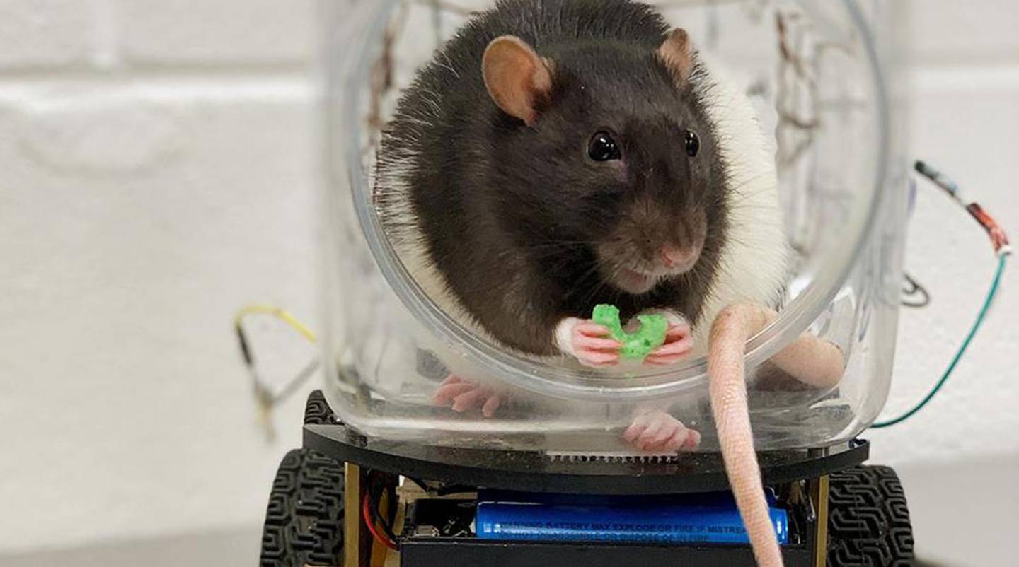 Миллер мыши. Лабораторные крысы Вистар. Лабораторные мыши. Экспериментальные крысы. Опыты на мышах.