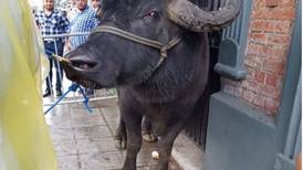 (Video) Búfalo se descontrola en pleno tope y se va contra el público