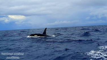 Guía turístico fotografió cercano encuentro con orcas en Corcovado (video)