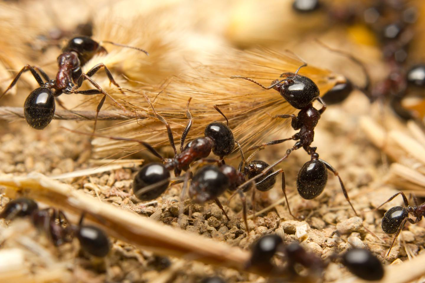 Plaga de hormigas