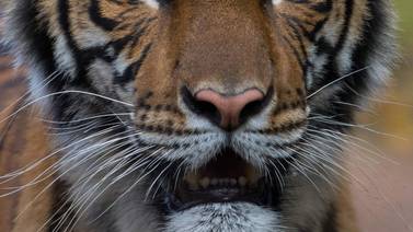 Tigresa de zoológico en Nueva York tiene coronavirus