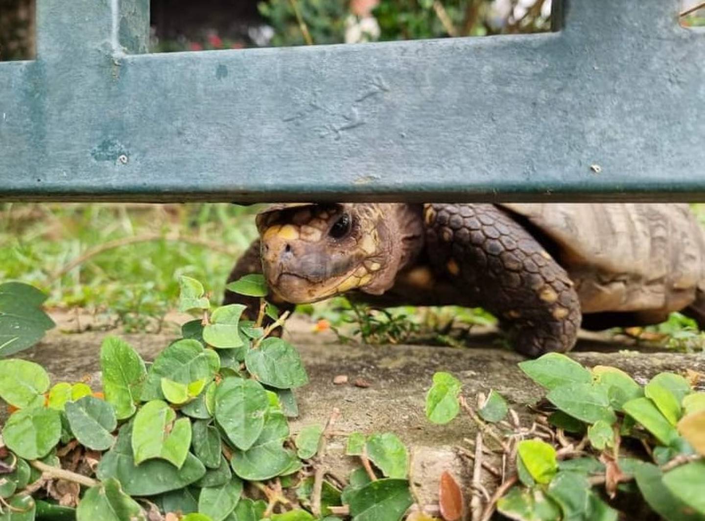 Guguza, tortuga que fue robada en Montes de Oca. Foto cortesía Rodolfo Vicente.