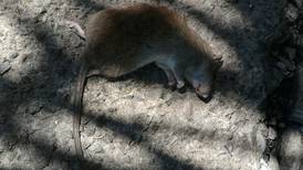 ¡Qué ratada! Empleados del hospital de Alajuela alertan por plaga de roedores