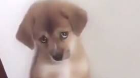 (Video) Las redes sociales se derriten por la tierna reacción de este cachorrito ante el regaño de su dueño