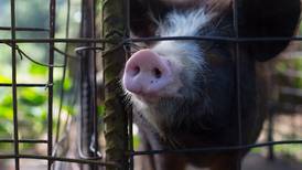 Peste porcina africana tiene en alerta a porcicultores de la región