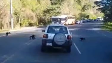(Video) Monos se adueñan de carretera en Caldera y paran el tráfico