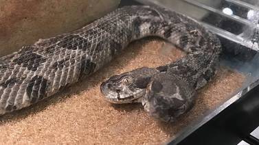 (Video) Hombre encuentra serpiente de dos cabezas mientras inspeccionaba una casa