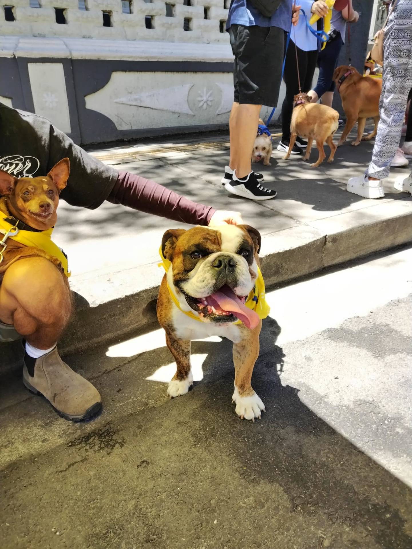 Este domingo 3 de marzo se vivió el segundo “Domingo Familiar sin Humo” que organiza la municipalidad de San José. En la foto, el perrito Nico disfrutando de la sonoterapia.