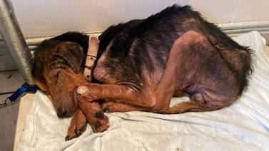 Video: Rescatan a Max, perrito con seria desnutrición y casi sin sangre