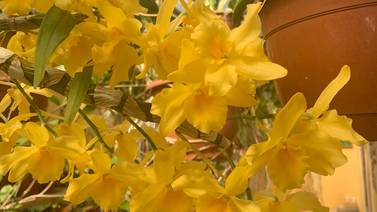 Jardín Botánico Lankester se llenará de orquídeas durante dos fines de semana