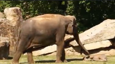 (VIDEO) Elefanta preocupada por su bebé pide ayuda