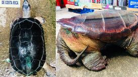 Policías rescatan tortugas que estaban en cautiverio