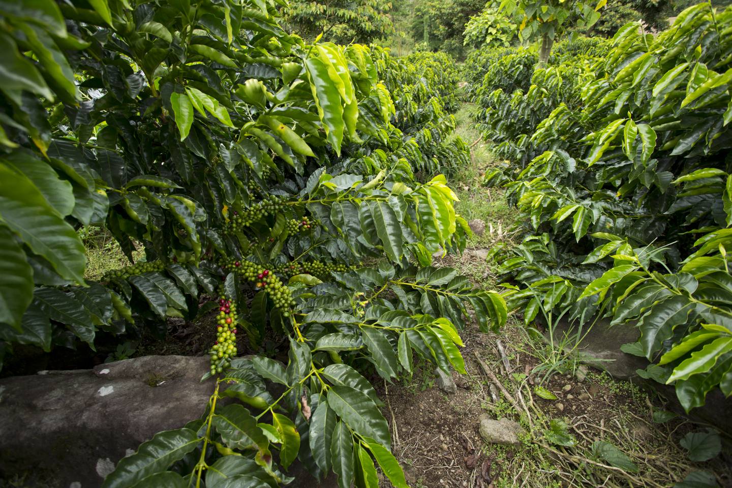 La Hacienda Aquiares en Turrialba tiene 170 años de funcionar y a partir de agosto necesitará más de 1.200 cogedores de café.