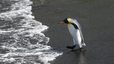 Tragedia natural: mueren en serie bebés de pingüino emperador