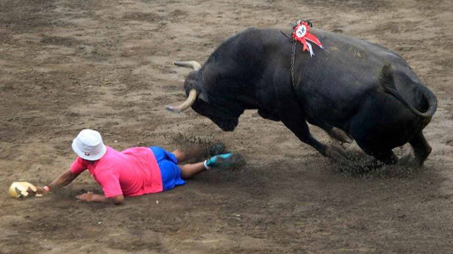 Este año volverán las corridas de toros a Zapote. Rafael Pacheco.
