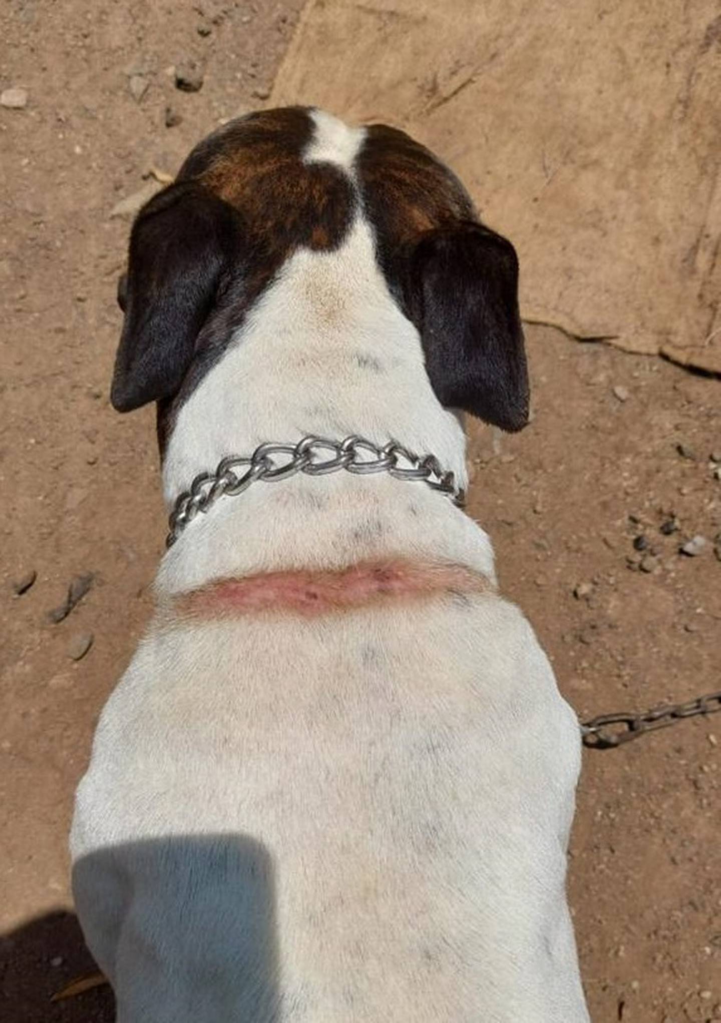 OIJ y Senasa decomisan tres perros por Infracción a la Ley de Bienestar Animal. Foto OIJ.