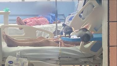 Palomas siguen haciendo de las suyas en el hospital de Limón