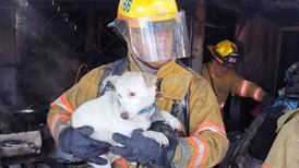 Rescate de perro en incendio conmovió corazón de bombero que perdió a perrita 