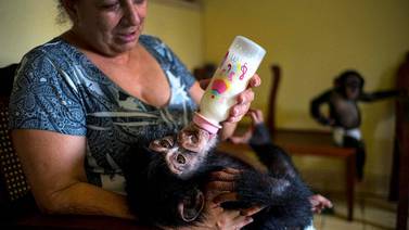 ¡Una monada de mamá! Bióloga  cría chimpancés en su cuartito