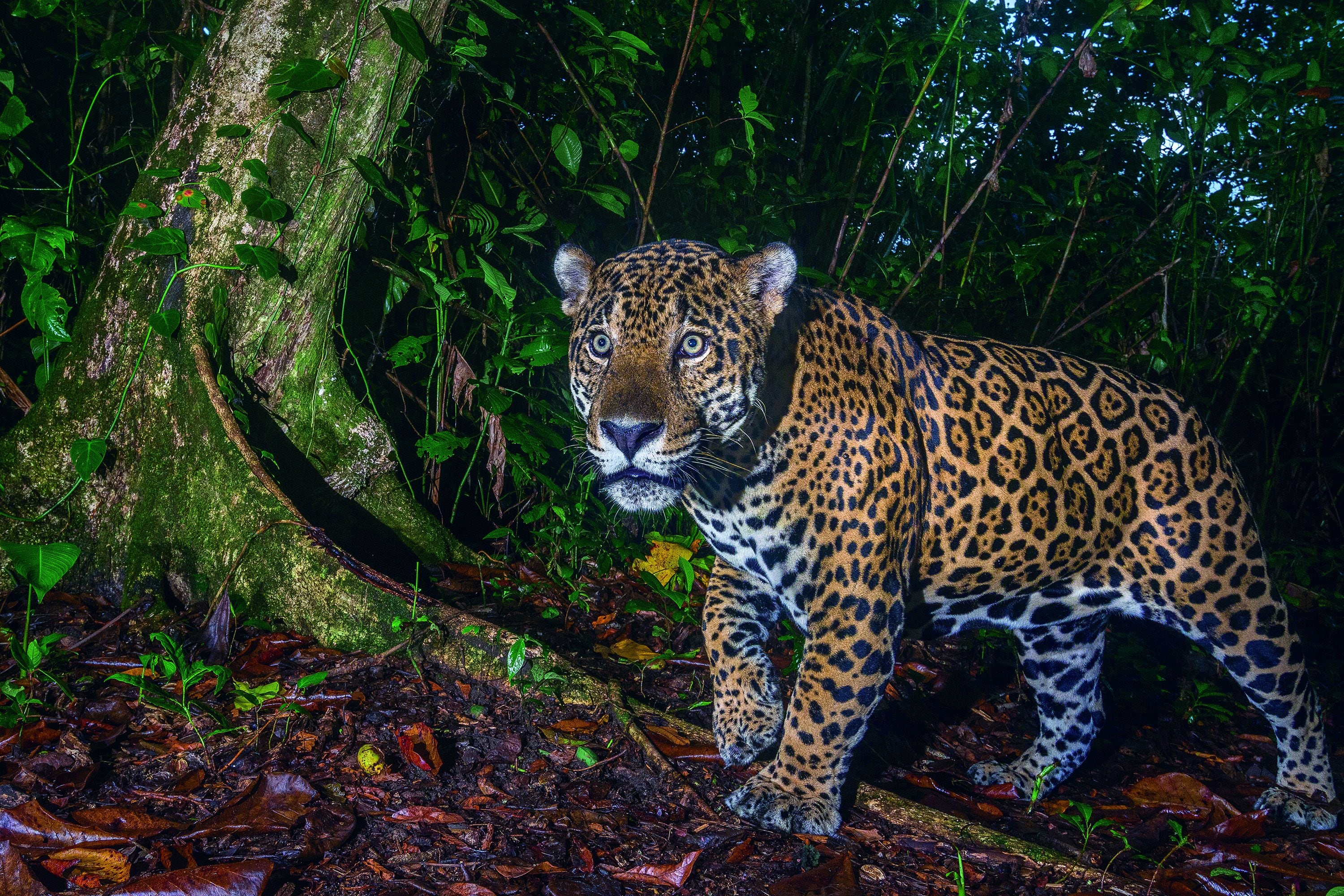 preparar telegrama Labor El jaguar es el felino con la mordida más fuerte del mundo ¿Qué hago si me  topo uno? | La Teja